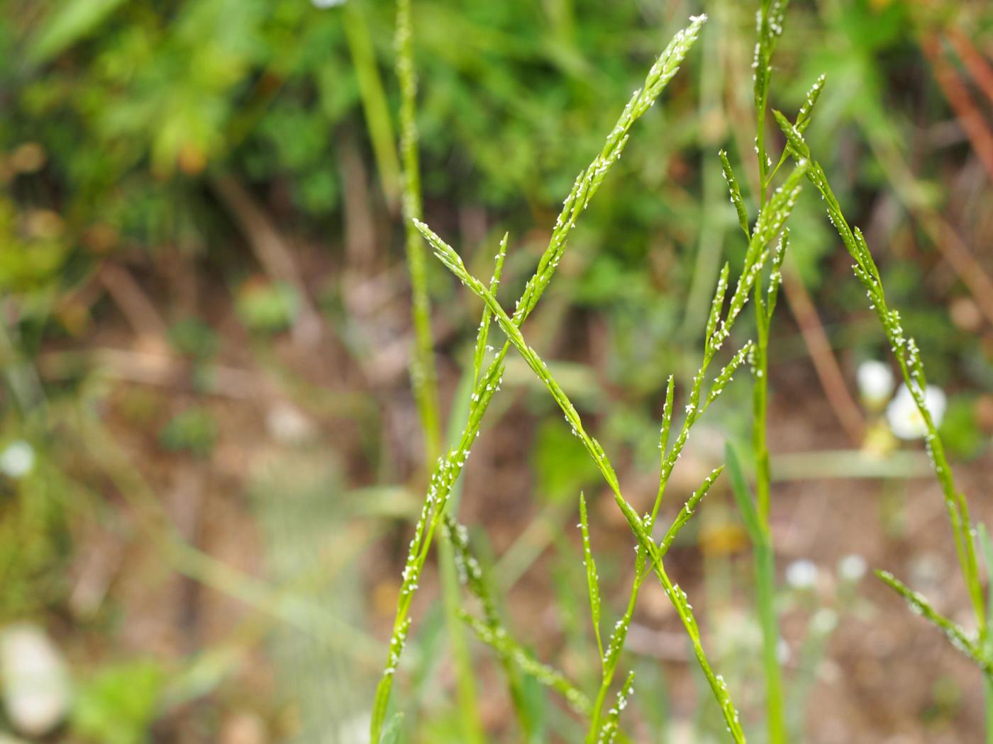 Meadow-grass, Broad-leaved flower